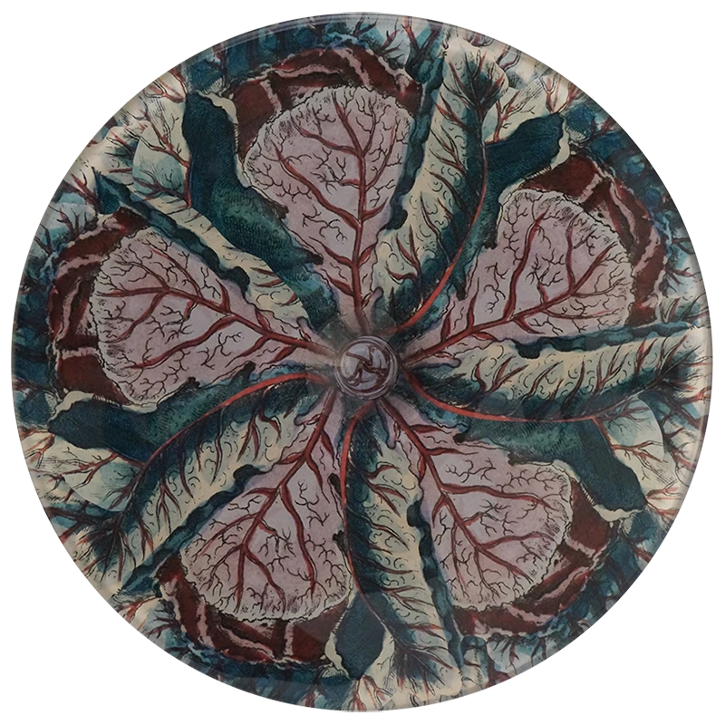 John Derian Decoupage Cabbage Leaf 4 John Derian Decoupage Cabbage Leaf