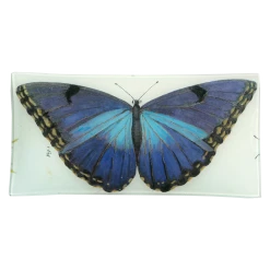 John Derian Decoupage Blue Butterfly