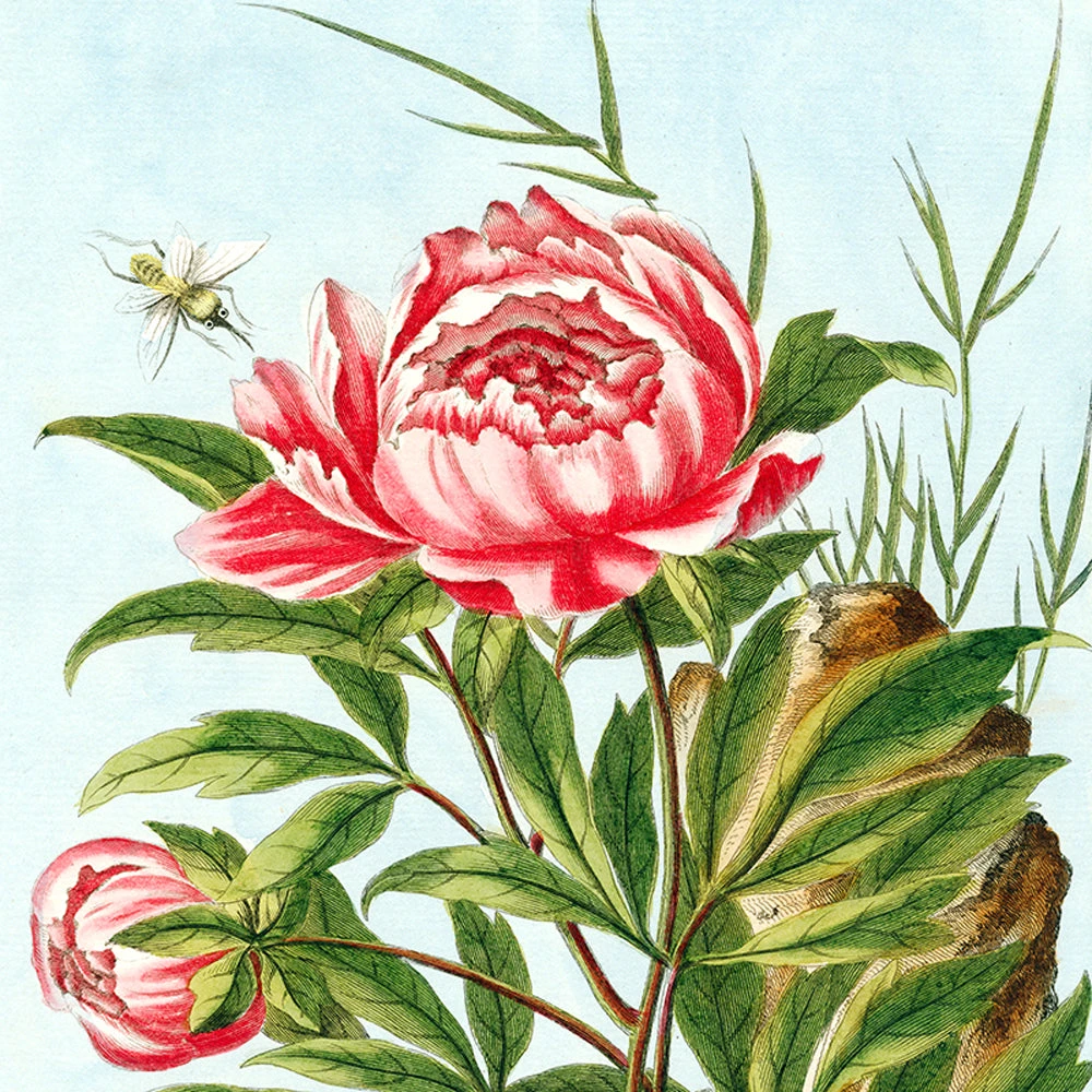 John Derian Company Picture Book Images Peony Silk Scarf 3 John Derian Company Picture Book Images Peony Silk Scarf