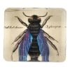 John Derian Decoupage Blue Fly