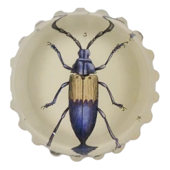 John Derian Blue Beetle (Desmocerus Cyaneus) Decoupage