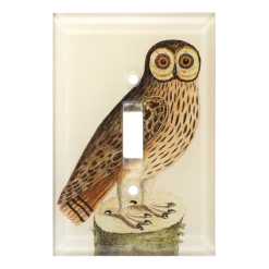 John Derian Owl #1 Decoupage