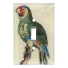 John Derian Parrot #10 Decoupage