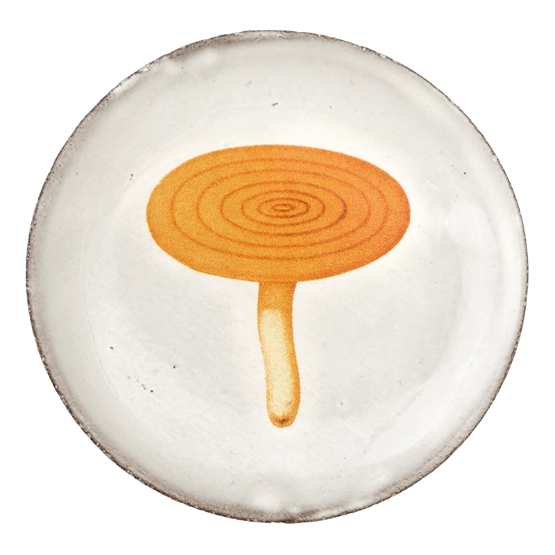 John Derian X ADV Agaric Caustique Saucer 3 John Derian X ADV Agaric Caustique Saucer