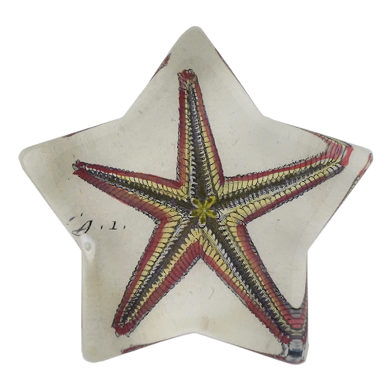 John Derian Starfish Fig. 1 Decoupage 3 John Derian Starfish Fig. 1 Decoupage