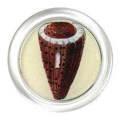 John Derian 4" Coasters Shells (#2) - FINAL SALE