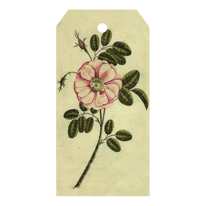 John Derian Company Inc Painted Rose Small Goods 3 John Derian Company Inc Painted Rose Small Goods