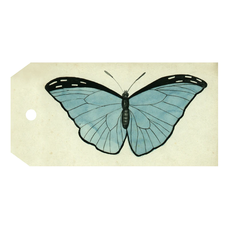 John Derian Company Inc Blue Butterfly 3 John Derian Company Inc Blue Butterfly