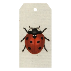 John Derian Company Inc Red Ladybug Picture Book Images