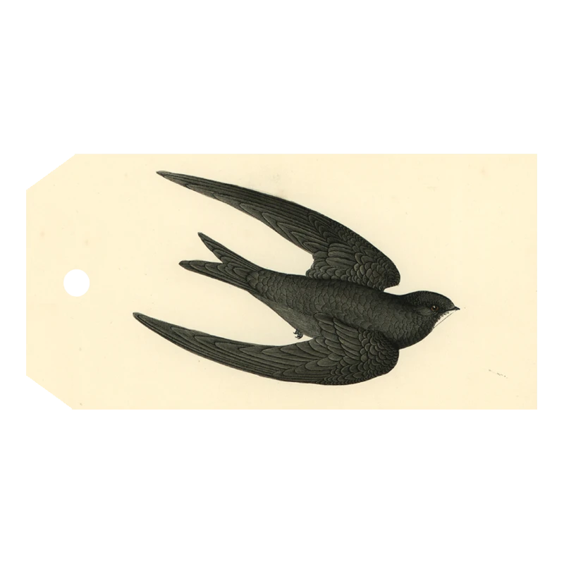 John Derian Company Inc Picture Book Images Swift Bird (Swallow) 3 John Derian Company Inc Picture Book Images Swift Bird (Swallow)