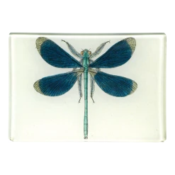John Derian Decoupage Dragonfly Pin-Up