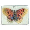 John Derian Decoupage Orange Butterfly