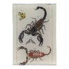 John Derian Decoupage TXLII Scorpions
