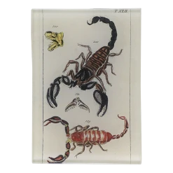 John Derian Decoupage TXLII Scorpions