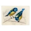 John Derian Decoupage Yellow-Breasted Blue Tit