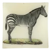 John Derian Zebra Decoupage