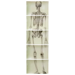 John Derian Skeleton, Back View (5 Pieces)
