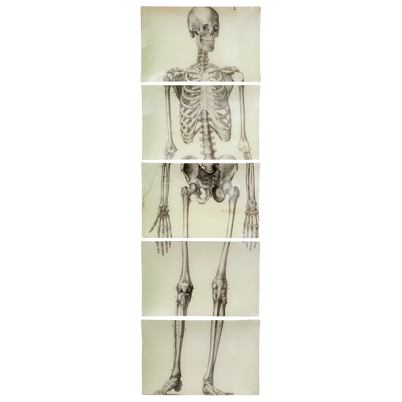 John Derian Halloween Skeleton, Front View (5 Pieces) - FINAL SALE 3 John Derian Halloween Skeleton, Front View (5 Pieces) - FINAL SALE