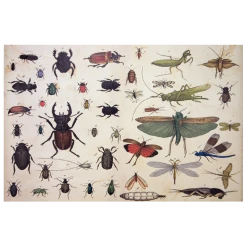 John Derian Company Inc Insects - FINAL SALE Small Goods