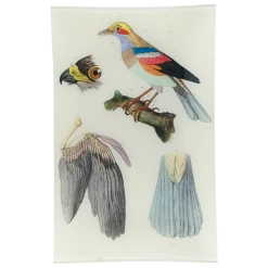 John Derian Bird Parts - FINAL SALE Rectangular Trays