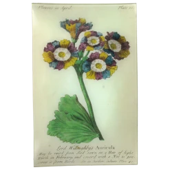 John Derian Auricula (Floral) Decoupage