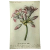John Derian Bella Donna Lily (Floral) Decoupage