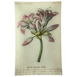 John Derian Bella Donna Lily (Floral) Decoupage