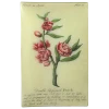 John Derian Blossom'd Peach (Floral) Decoupage