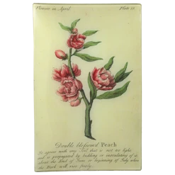 John Derian Blossom'd Peach (Floral) Decoupage