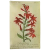 John Derian Cardinal Flower (Floral) Decoupage