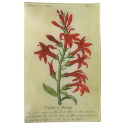 John Derian Cardinal Flower (Floral) Decoupage