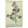 John Derian Carolina Starflower (Floral)