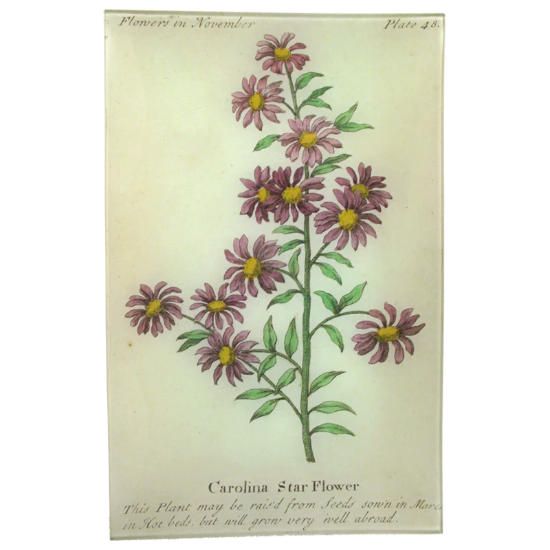John Derian Carolina Starflower (Floral) 3 John Derian Carolina Starflower (Floral)