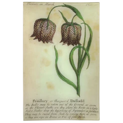 John Derian Fritillary Daffodil (Floral) Decoupage