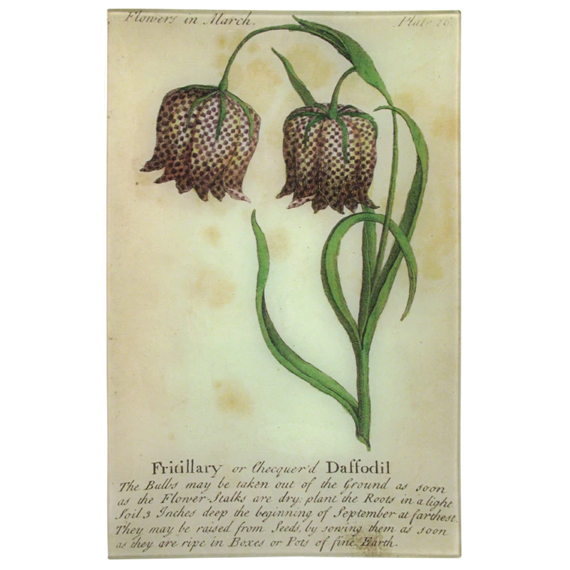 John Derian Fritillary Daffodil (Floral) Decoupage 3 John Derian Fritillary Daffodil (Floral) Decoupage
