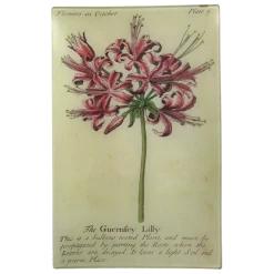 John Derian Guernsey Lily (Floral) Decoupage