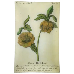 John Derian Black Hellebore (Floral)