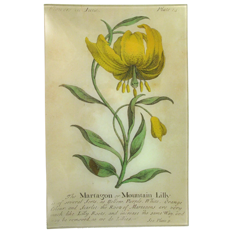 John Derian Decoupage Mountain Lily (Floral) 3 John Derian Decoupage Mountain Lily (Floral)