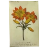 John Derian Double Orange Lily (Floral)