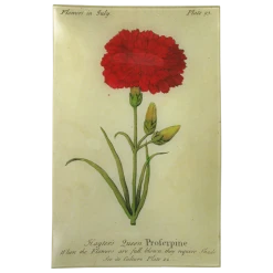 John Derian Queen Prospertine (Floral)