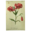 John Derian Red Martagon (Floral)