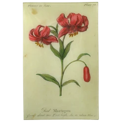 John Derian Red Martagon (Floral)