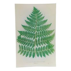 John Derian Leaf XL (40) - FINAL SALE Rectangular Trays