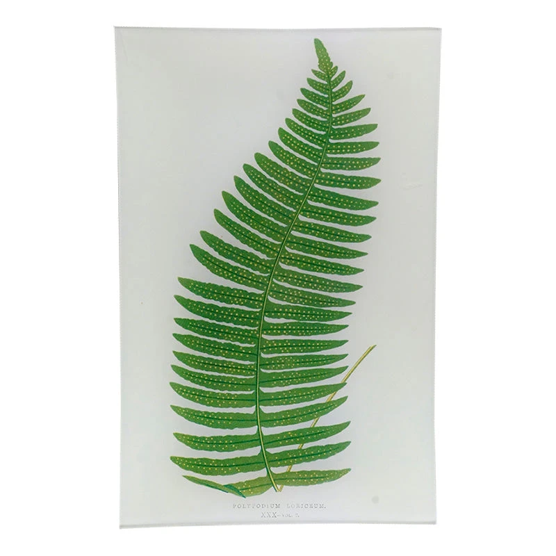 John Derian Leaf XXX (30) - FINAL SALE Rectangular Trays 3 John Derian Leaf XXX (30) - FINAL SALE Rectangular Trays