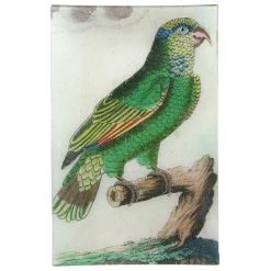 John Derian Parrot #1