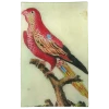 John Derian Parrot #4