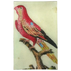 John Derian Parrot #4