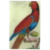 John Derian Rectangular Trays Parrot #5 - FINAL SALE