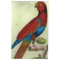 John Derian Rectangular Trays Parrot #5 - FINAL SALE