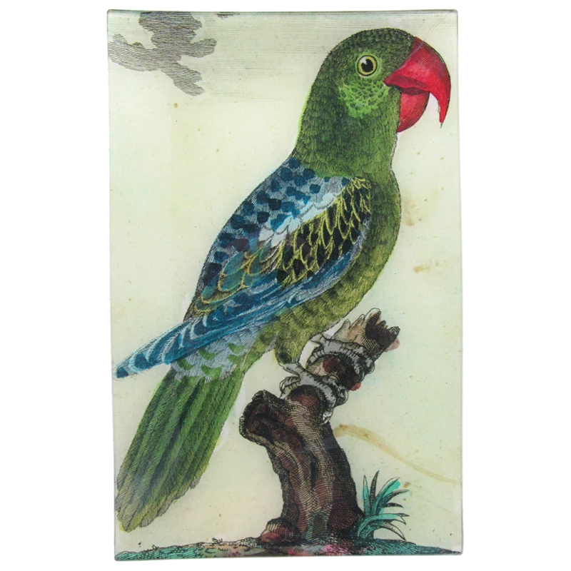 John Derian Parrot #7 - Green - FINAL SALE 3 John Derian Parrot #7 - Green - FINAL SALE